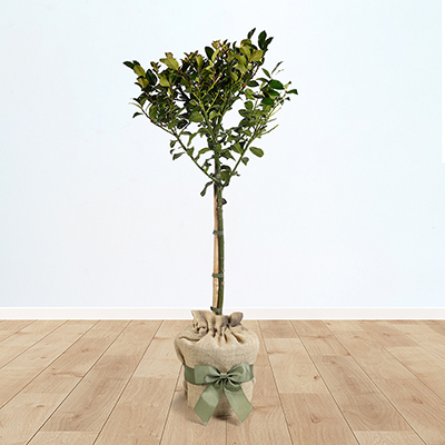 Holly 'Blue Maid' Standard Gift Wrapped