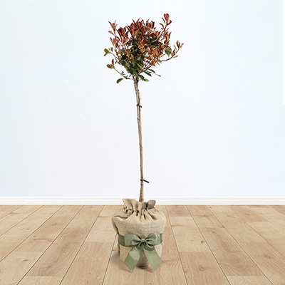 Photinia 'Little Red Robin' Standard Tree Gift Wrapped