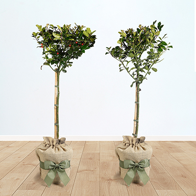 Pair of Holly 'Blue Maid' Standards Gift Wrapped