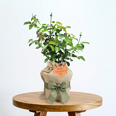 Rose 'My Valentine' Gift Wrapped