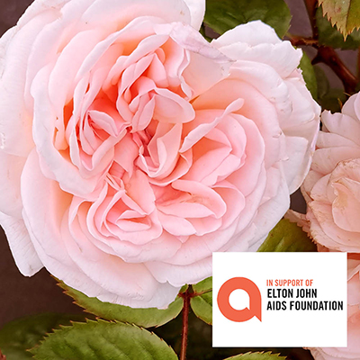 Harkness The Elton John AIDS Foundation Rose