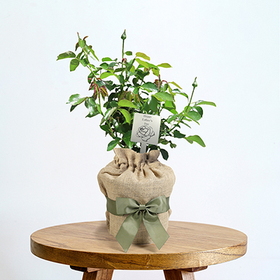 Gift Wrapped Father's Day Rose with Plaque