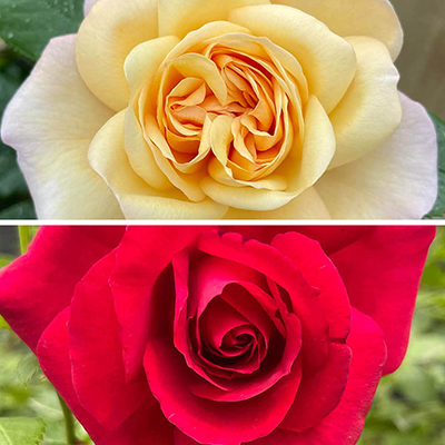 Climbing Rose Collection