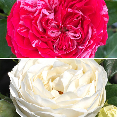 Old English Rose Collection