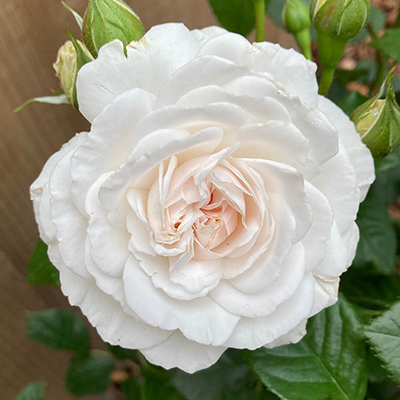 Harkness Rose 'Fab at 45'