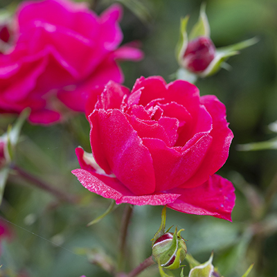 Harkness Rose 'Fab at 75'