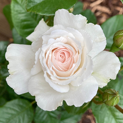Harkness Rose 'Great North Eastern'