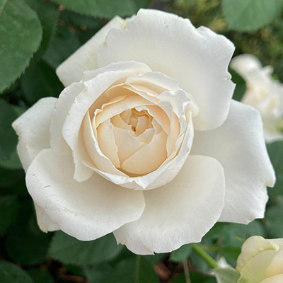 Kimberly's Rose