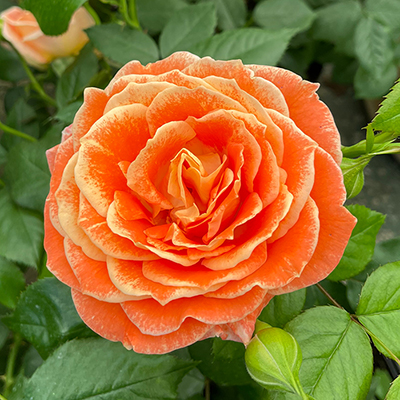 Patio Standard Rose 'Fab at 50'