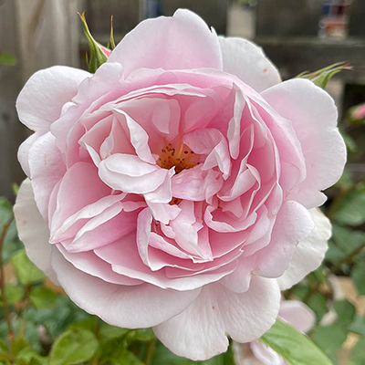 Patio Standard Rose 'Natasha Richardson'