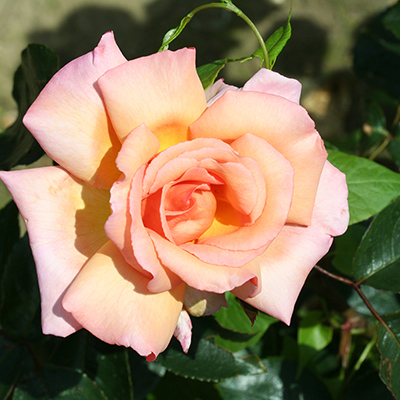 Harkness Climbing Rose 'Compassion' �