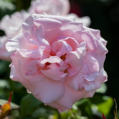 Harkness Roses - Julia's Rose