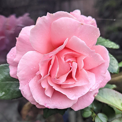 Harkness 'Fab at 40' � Birthday Rose