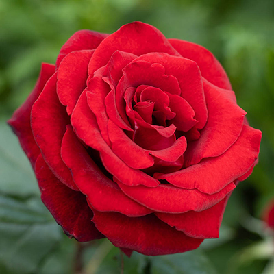 Harkness 'Fab at 60' � Birthday Rose