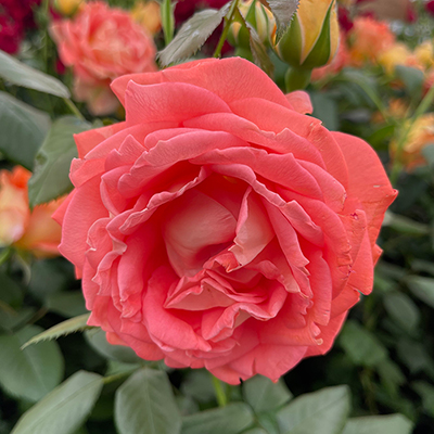 Harkness 'Fab at 50' � Birthday Rose