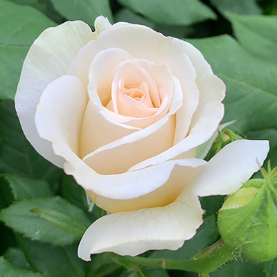 Harkness Rose 'China Wedding 20th Anniversary' �
