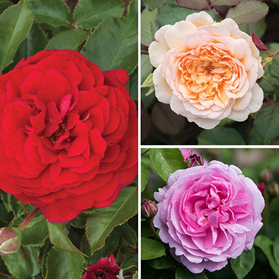 Classic 'Old English' Shrub Rose Trio