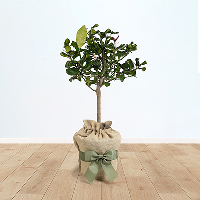 Citrus Lemon Tree Gift Wrapped