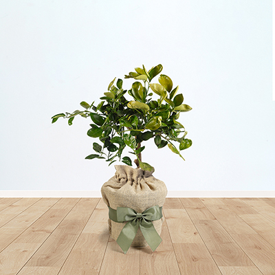 Citrus Orange Fruit Tree Gift Wrapped