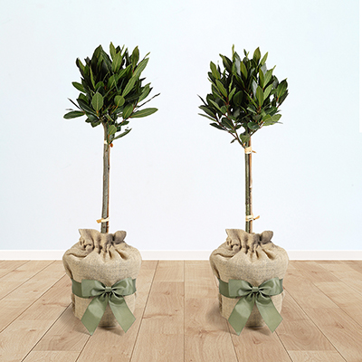 Pair of Standard Bay Trees Gift Wrapped