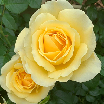 Harkness Rose 'Golden 50th Wedding Anniversary' �