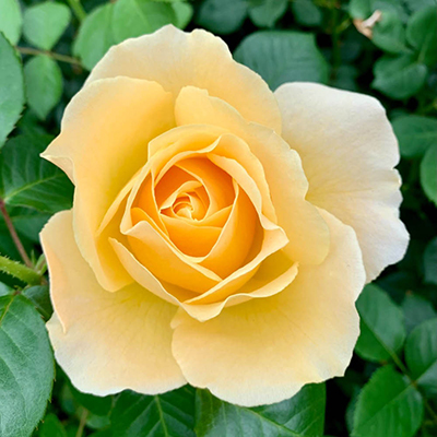 Harkness Roses - Sarah's Rose