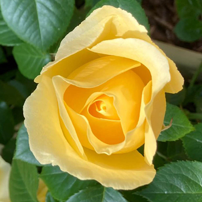 Harkness 'Fab at 65' � Birthday Rose