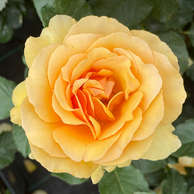 Harkness Rose 'Emerald Wedding 55th Anniversary' �