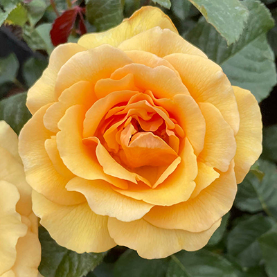 Harkness Roses - Robert's Rose
