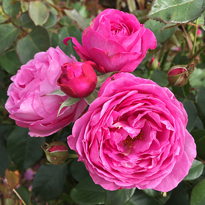 Harkness Roses - Edward's Rose