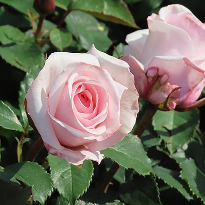 Harkness Roses - Linda's Rose