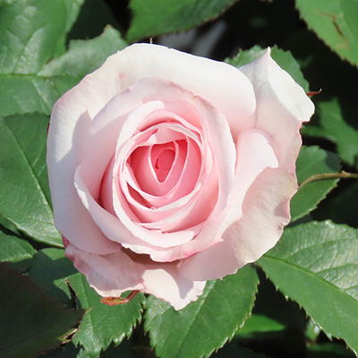 Harkness Rose 'Scents of Beauty'