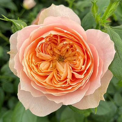 Harkness Rose 'Born Free' �