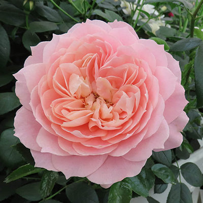 Harkness Roses - Denise's Rose