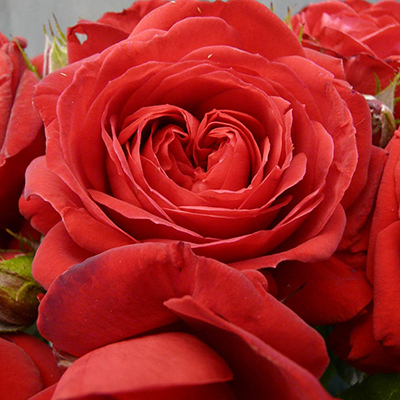 Harkness Roses - Mark's Rose