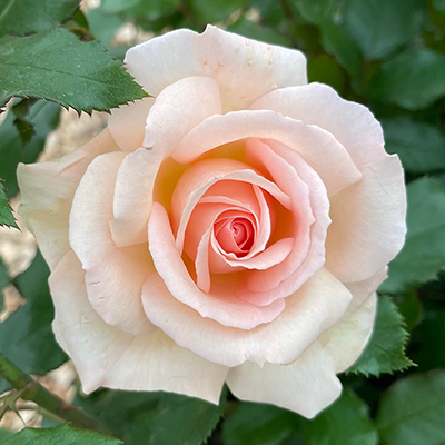 Harkness Rose 'Chandos Beauty' �
