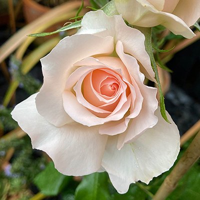 Harkness Roses - Michelle's Rose
