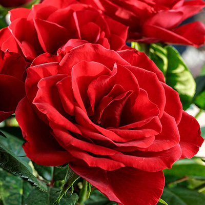 Harkness Rose 'Happy Birthday Red' �