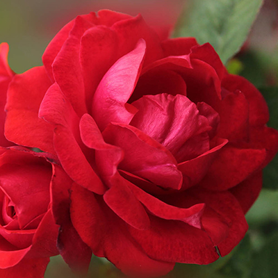Harkness Rose 'To My Wonderful Husband' �