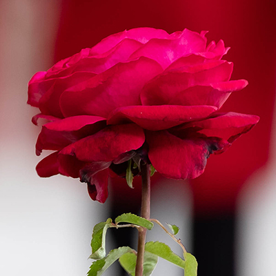 Harkness Rose 'Forever in our Hearts'