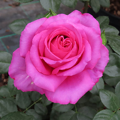 Harkness 'Fab at 70' � Birthday Rose