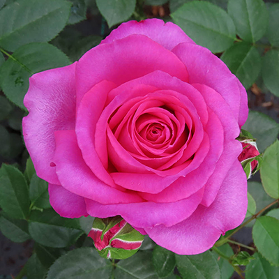 Harkness Roses - Kelly's Rose