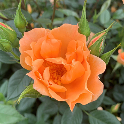 Harkness Rose 'Bridge of Sighs'