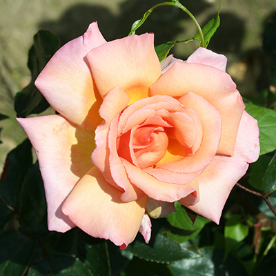 Harkness Rose 'Climbing Compassion' �