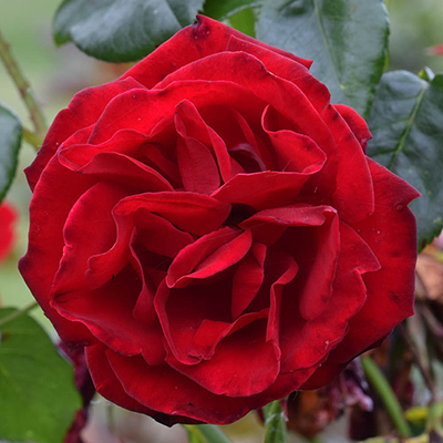 Climbing Rose 'Dublin Bay'