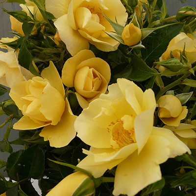 Harkness Roses - Noah's Rose