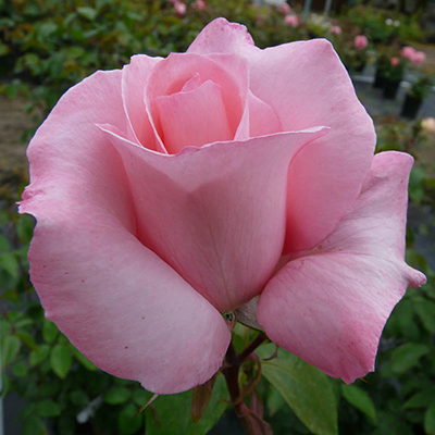 Harkness Roses - Amelia's Rose