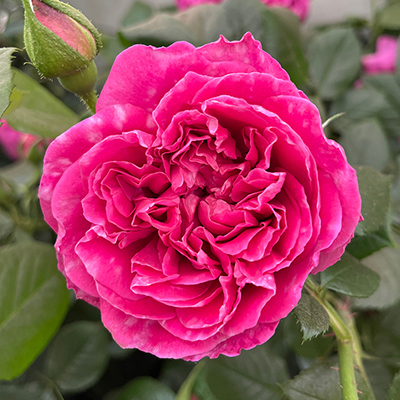 Harkness Rose 'Highclere Castle' �
