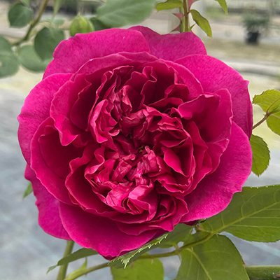Harkness Rose 'Harkness Heritage' �