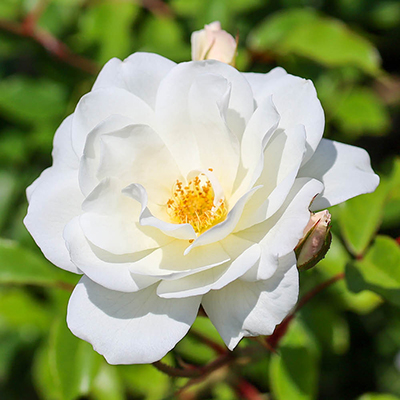 Rose 'Climbing Iceberg'